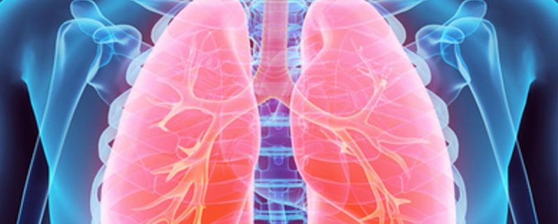 Interpreting Anatomy: Human Respiratory System