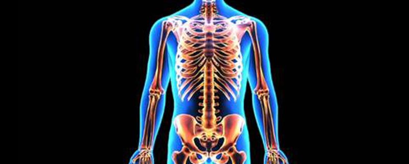 Interpreting Anatomy: Human Skeletal System