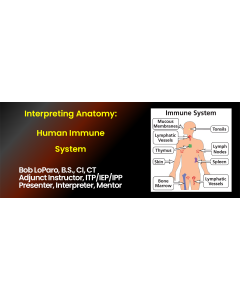 Anatomy Immune System.png
