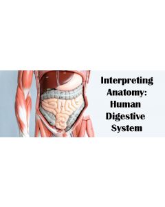 digestive system.jpeg