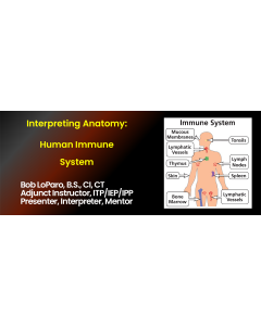 Interpreting Anatomy: The Human Immune System