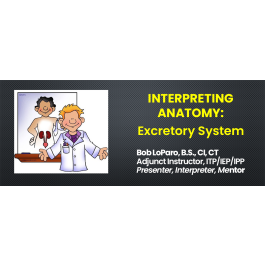 Interpreting Anatomy: The Human Excretory System